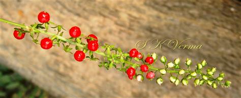  Inflorescence with young and mature fruits (Berries)